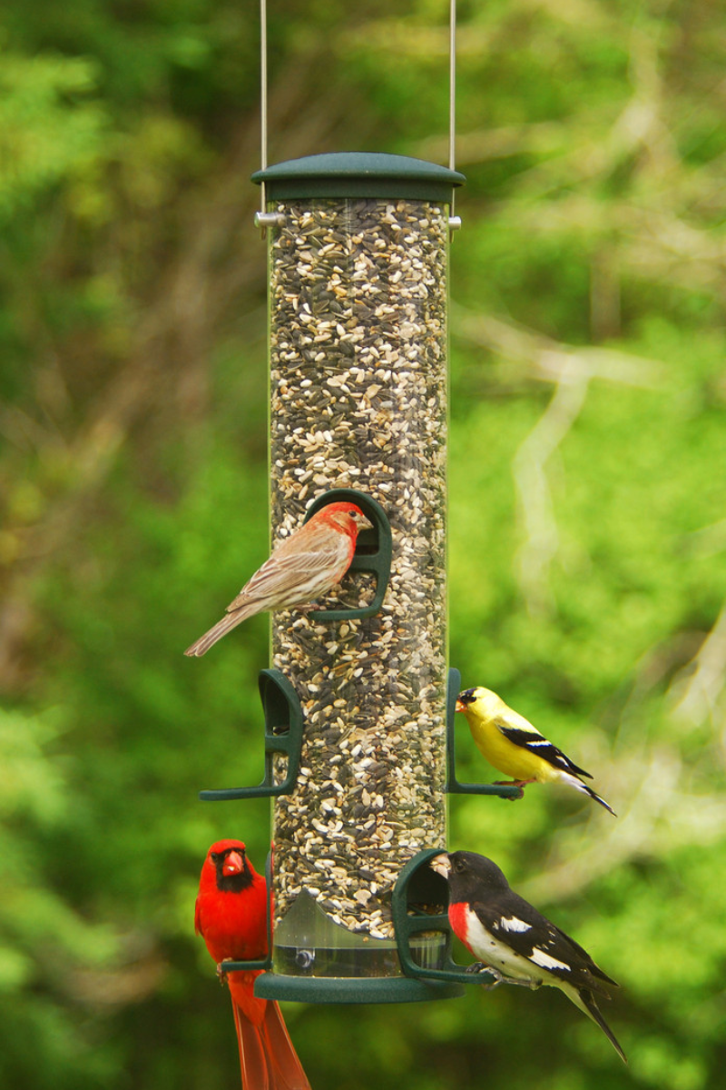 NEW!!! Aspects Feeders at JCs Wildlife! JCs Wildlife