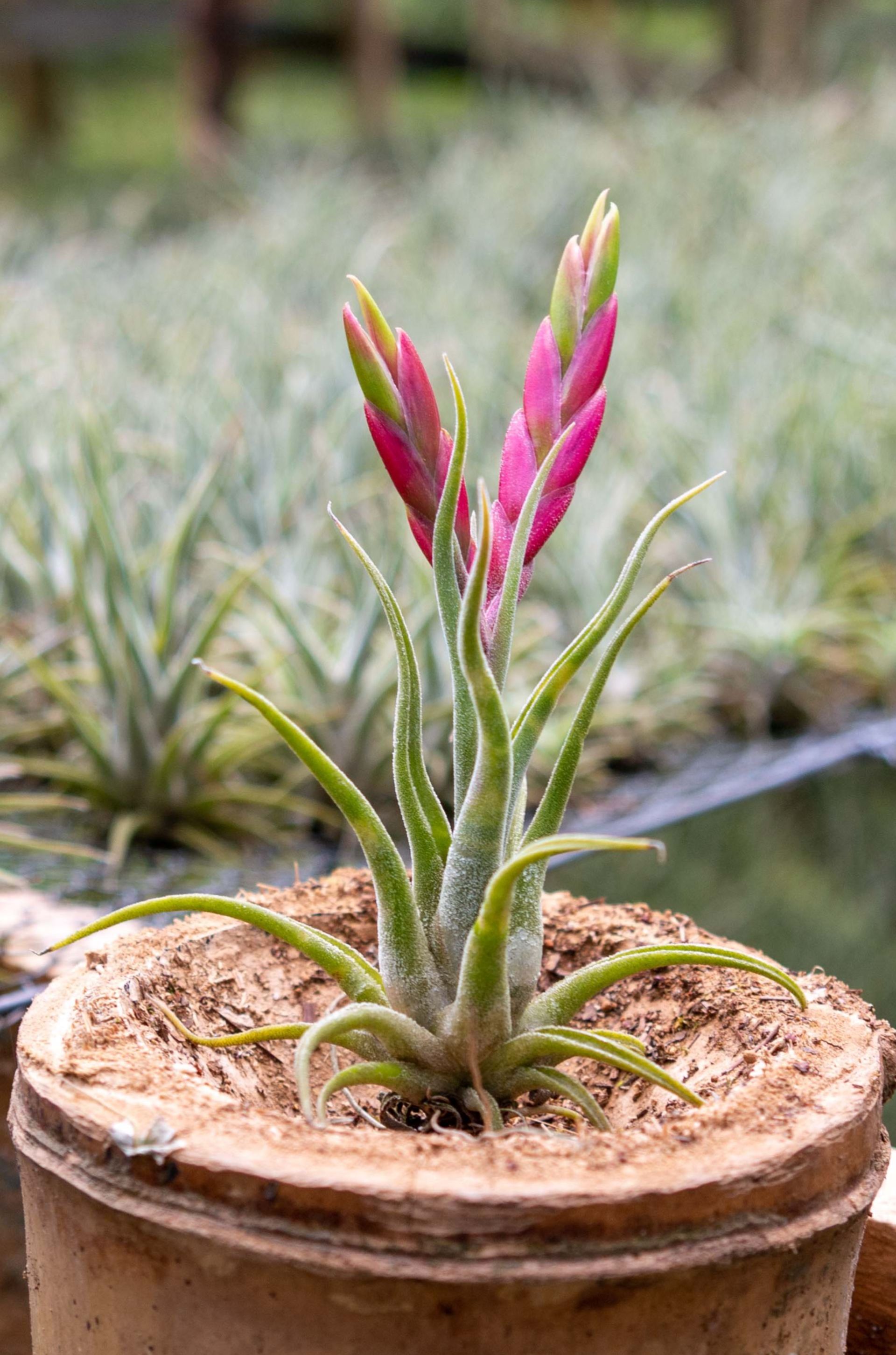 Air Plants - Packs of Tillandsia Harrisii - Save Up to 40%  Air Plant City